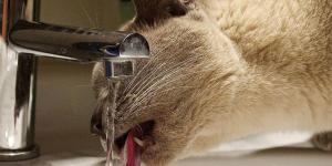 How to Tell if a Cat is Dehydrated