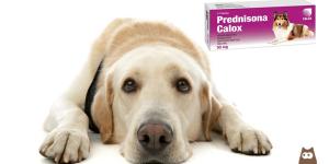 Prednisone for Dogs - Dosage and Side Effects