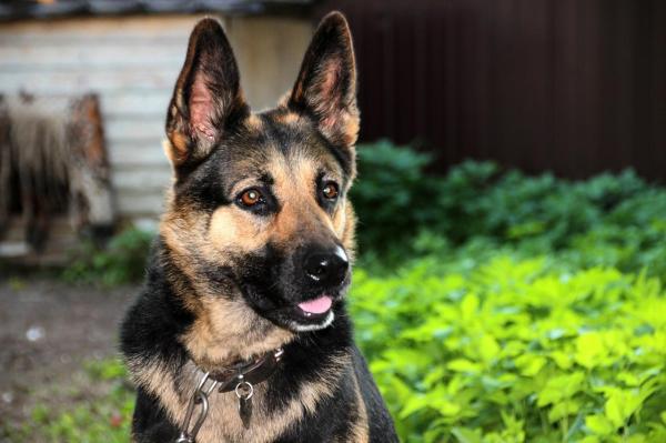 The 5 Smartest Dog Breeds - 3. German Shepherd