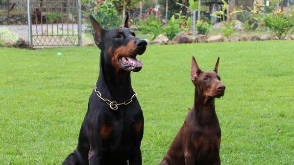 The 5 Smartest Dog Breeds - 5. Doberman Pinscher