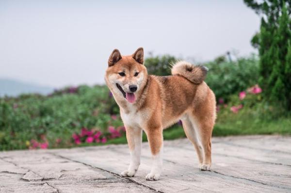 Best Dog Breeds For Apartments - Top 20 - 16. Shiba inu