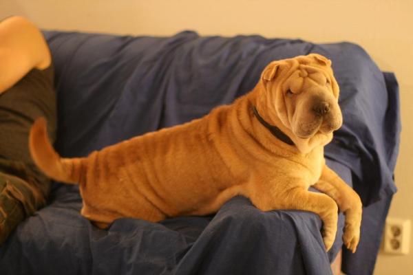 Best Dog Breeds For Apartments - Top 20 - 18. Shar Pei