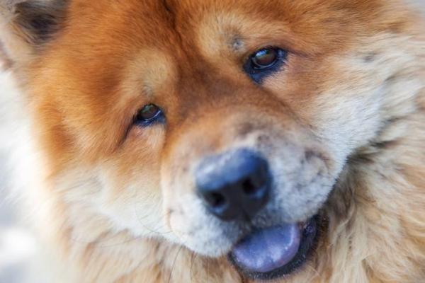 Best Dog Breeds For Apartments - Top 20 - 19. Chow chow