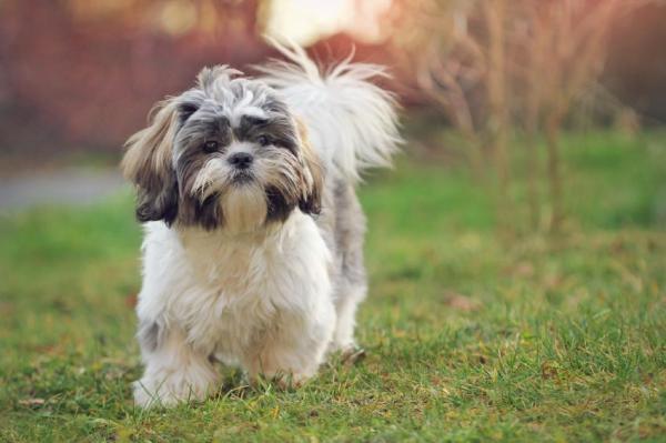 Best Dog Breeds For Apartments - Top 20 - 6. Shih Tzu