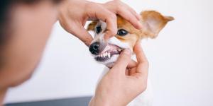 How to Relieve Tooth Pain in Dogs?