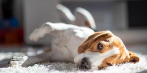 Anesthesia for Dogs Side Effects