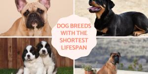 Dog Breeds With the Shortest Life Expectancy