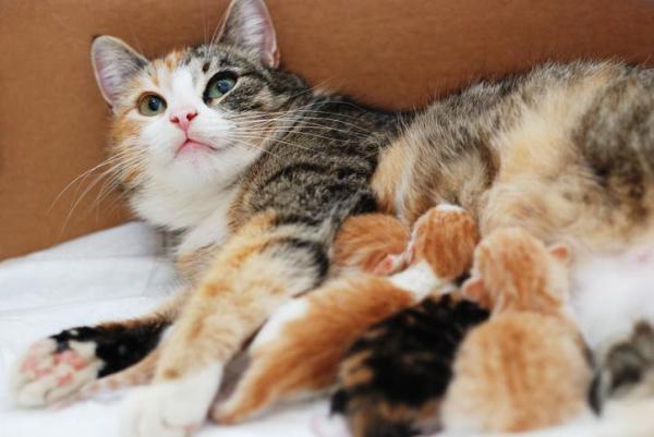 Doxycycline for Cats - Dosage, Uses and Side Effects - Contraindications of doxycycline for cats