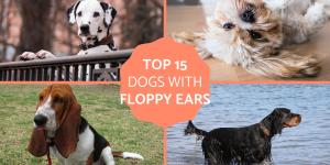 Dogs With Floppy Ears - Floppy-Eared Dog Breeds