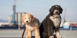 10 Breeds of Water Dogs - Characteristics & Photos