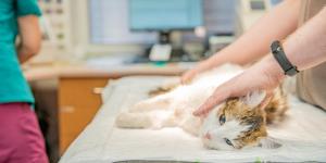 Is Cat Anesthesia Safe?