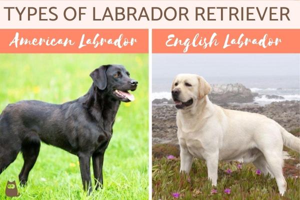 Different Types of Labrador Retrievers