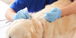 Catosal for Dogs and Cats