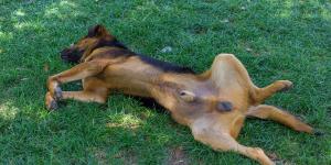 Dog Penis - Anatomy of a Male Dog