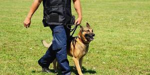 15 Most Obedient Dog Breeds List - With Pictures