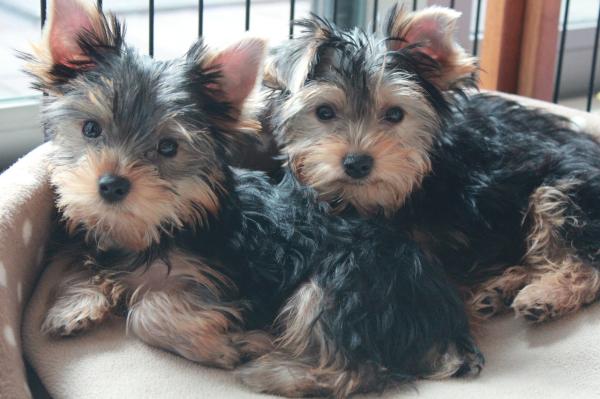 How to Make a Yorkshire Terrier's Ears Stand Up