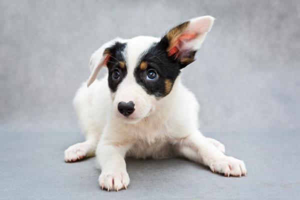 My Dog Has One Floppy Ear - Causes and What to Do - My dog's ears won't stand up
