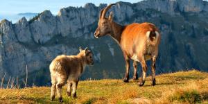 What is the Difference Between a Goat and a Sheep?