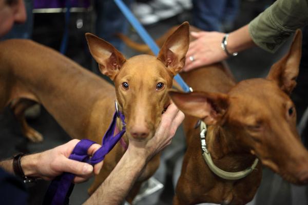 Dog Breeds That Originated in Africa - 10. Pharaoh Hound