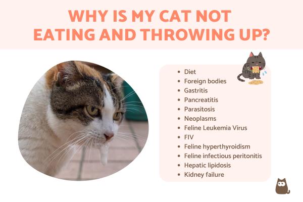 Why Is My Cat Not Eating and Throwing Up?