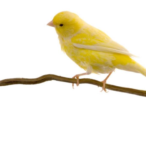 Caring for a Canary - A canary's molting period
