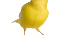 Caring for a Canary