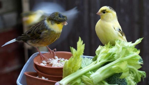 Caring for a Canary - Feeding a canary