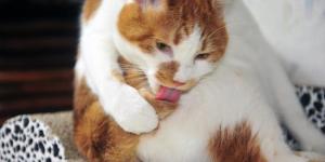 My Cat Is Bleeding From Her Private Area - Causes & Treatment