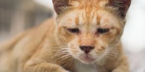 Adopting a Blind Cat