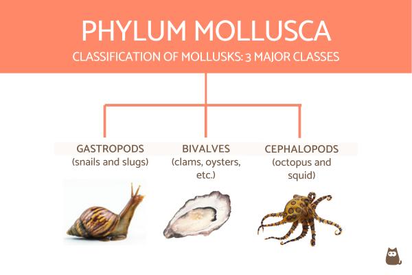 Classification of Invertebrates Chart With Definitions and Examples - Classification of mollusks