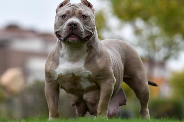 Top Dog Breeds Starting with A - American bully