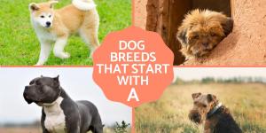 Top Dog Breeds Starting with A