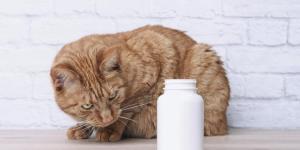 Febantel for Cats - Uses, Dosage and Side Effects