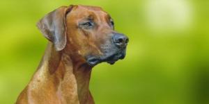 Different Types of African Dog Breeds