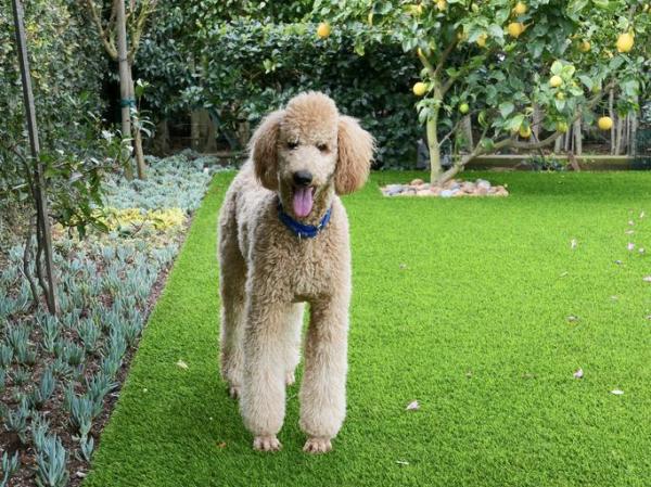 Types of Poodle - Sizes and Mixes - 1. Large or standard Poodle