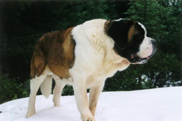 Laziest Dog Breeds - Low-Energy Dog Breeds - 5. Saint Bernard