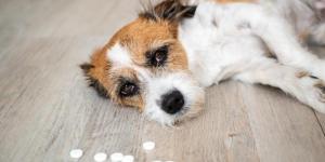 My Dog Ate a 500mg Tylenol - Acetaminophen Toxicity